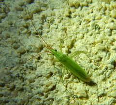 Trigonotylus