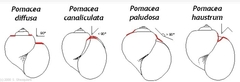 Pomacea canaliculata