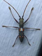 Olenecamptus bilobus