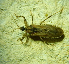 Oncocephalus