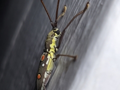 Olenecamptus bilobus