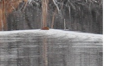 Ondatra zibethicus