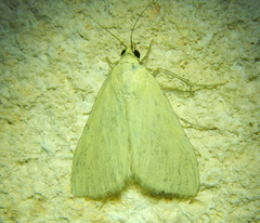 Pyraustini