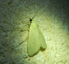 Pyraustini