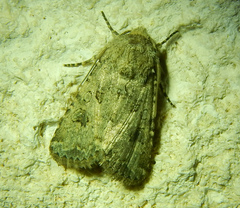 Anarta sodae