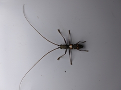 Olenecamptus bilobus