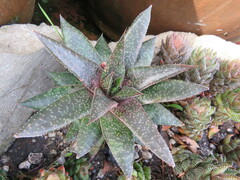 Aristaloe aristata