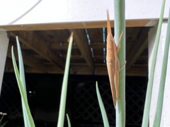 Leptysma marginicollis