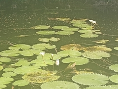 Nymphaea ampla