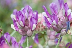 Astragalus vesicarius