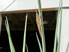 Leptysma marginicollis