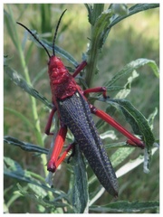 Phymateus morbillosus