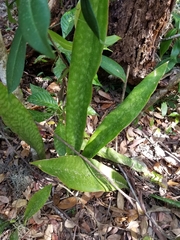 Sansevieria