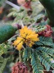 Vachellia constricta