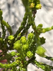 Erica axillaris