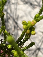 Erica axillaris