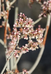 Eriogonum plumatella