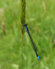 Cyanallagma interruptum