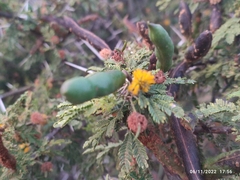Vachellia constricta