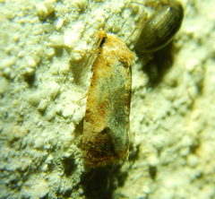 Cochylina