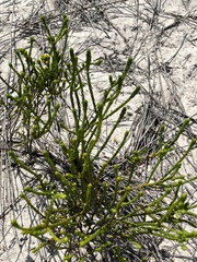 Erica axillaris