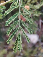 Vachellia constricta