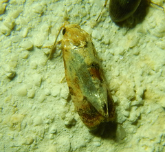 Cochylina