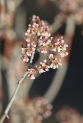 Eriogonum plumatella