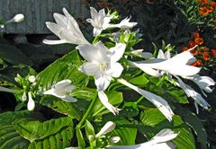 Hosta plantaginea