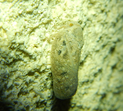 Metcalfa
