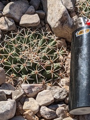 Mammillaria meiacantha