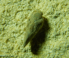 Metcalfa