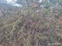 Vachellia constricta