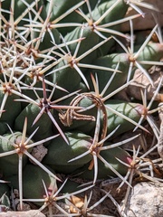 Mammillaria meiacantha