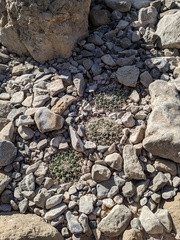 Mammillaria meiacantha