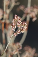 Eriogonum plumatella