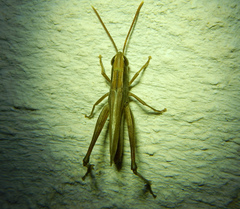 Euchorthippus elegantulus