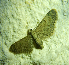Eupithecia