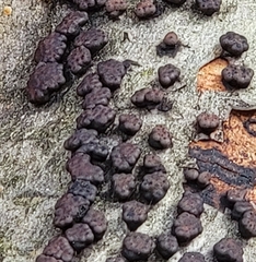 Jackrogersella cohaerens