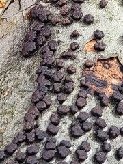 Jackrogersella cohaerens