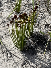 Schizaea pectinata
