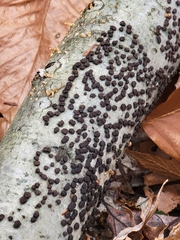 Jackrogersella cohaerens