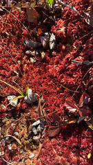 Sphagnum magellanicum