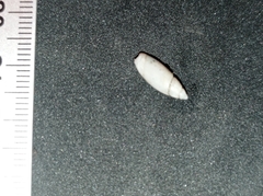Olivella gracilis