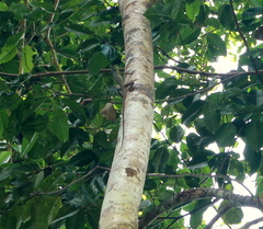 Bronchocela