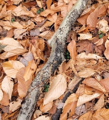 Jackrogersella cohaerens