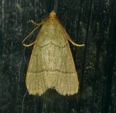 Hypsopygia nostralis