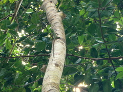 Bronchocela