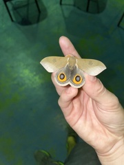 Automeris naranja