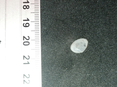 Nucula